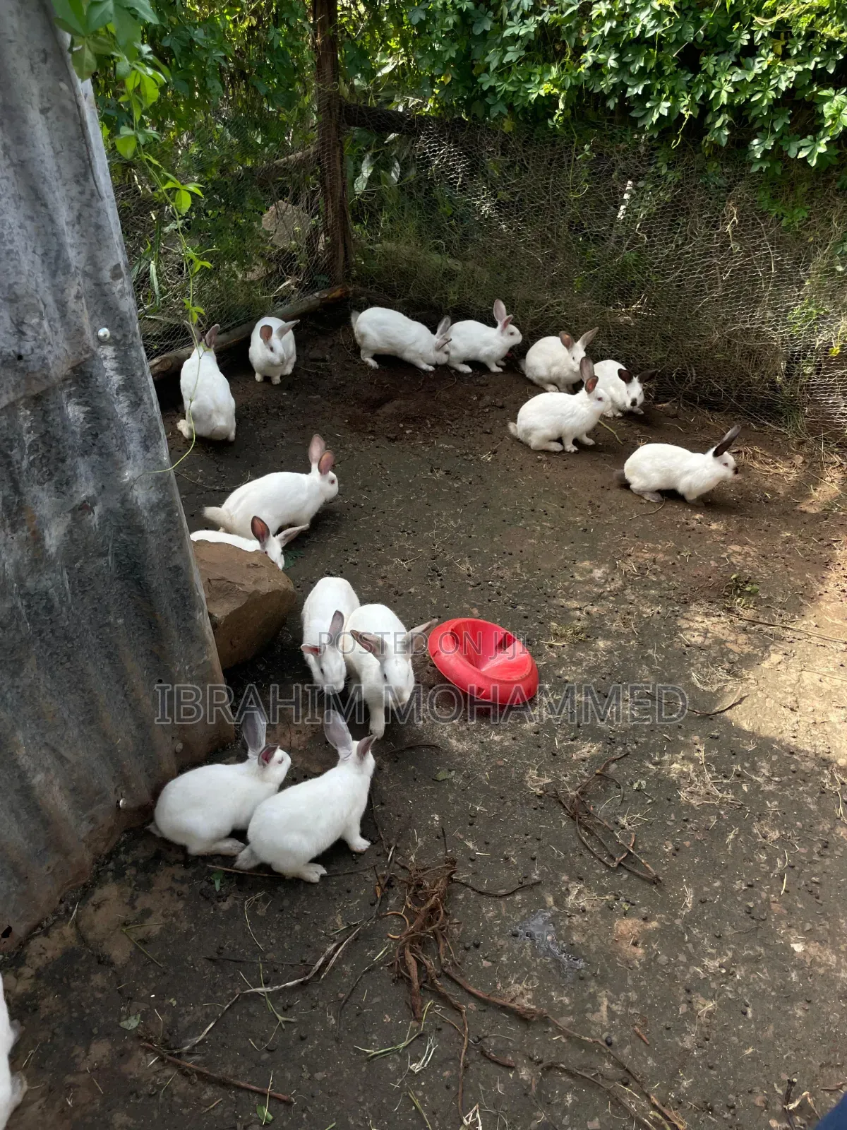 Rabbits for Sale!!