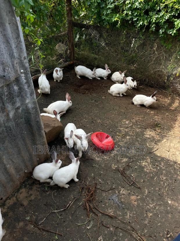 Rabbits for Sale!! - main view