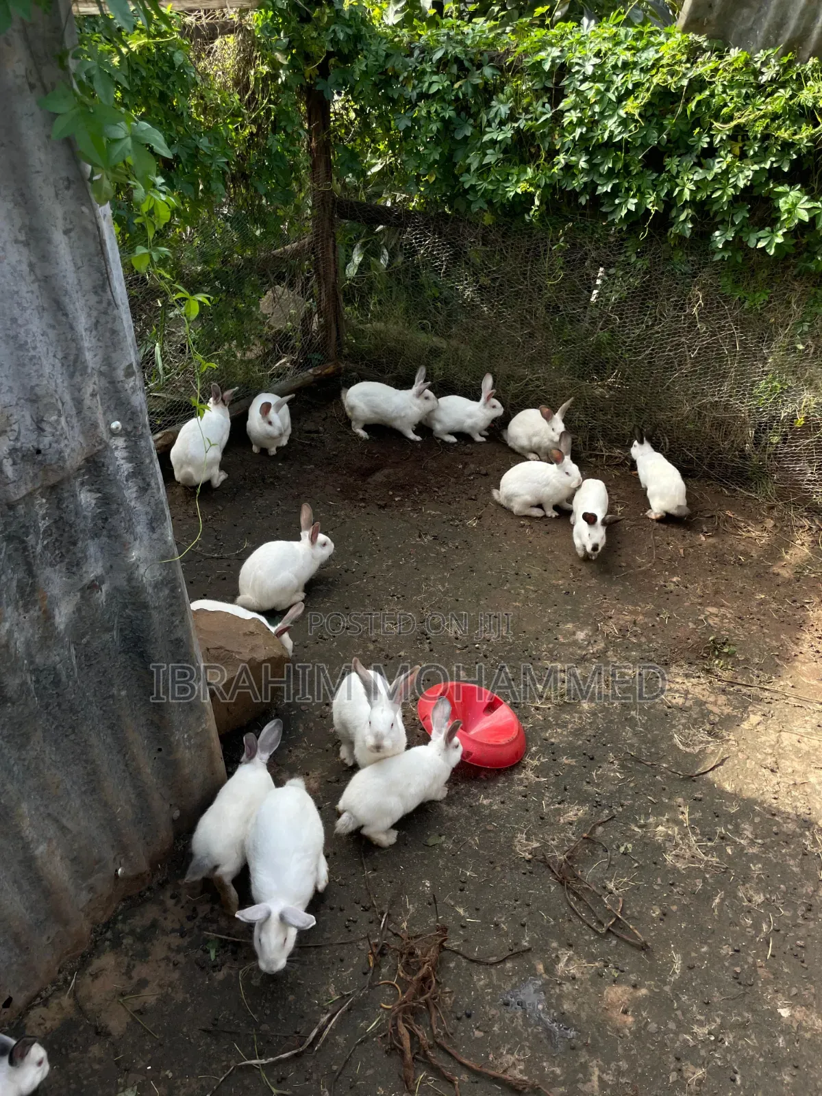 Rabbits for Sale!!