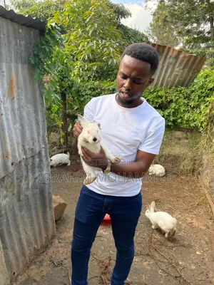 Rabbits for Sale!!