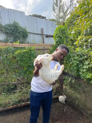 Rabbits for Sale!!