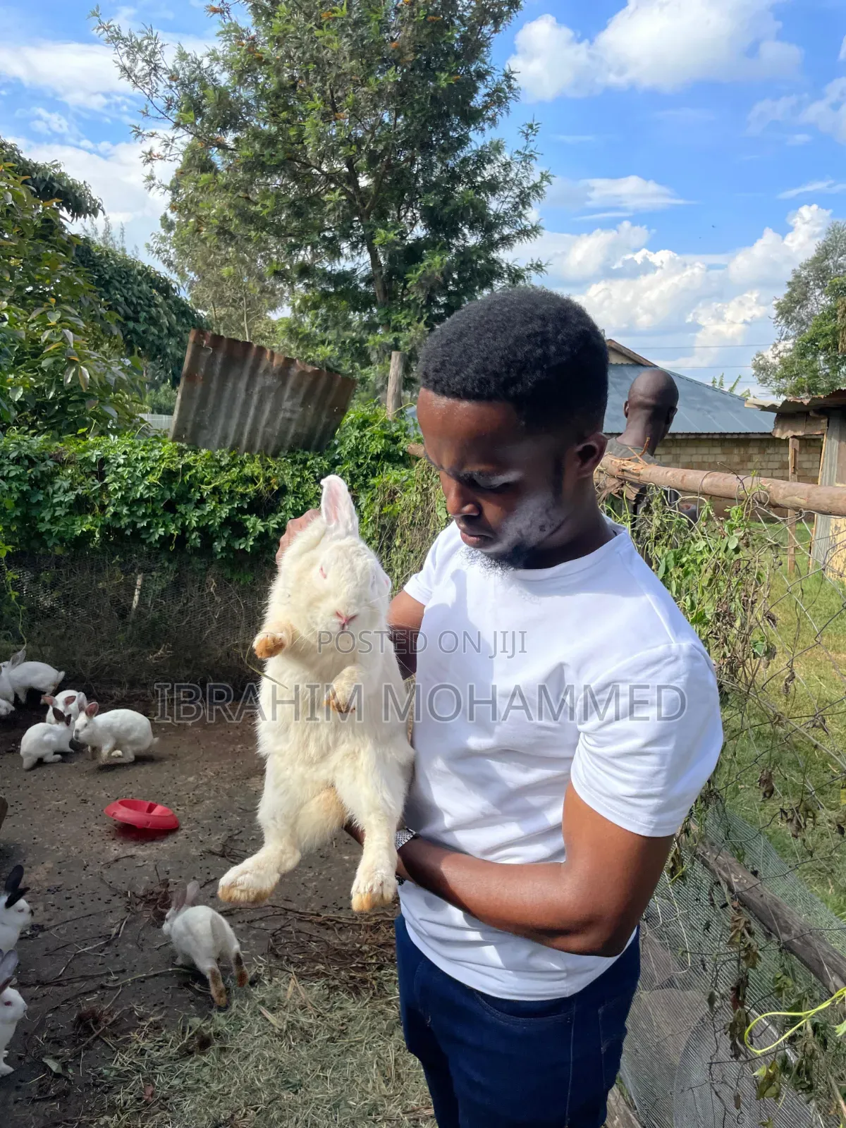 Rabbits for Sale!!