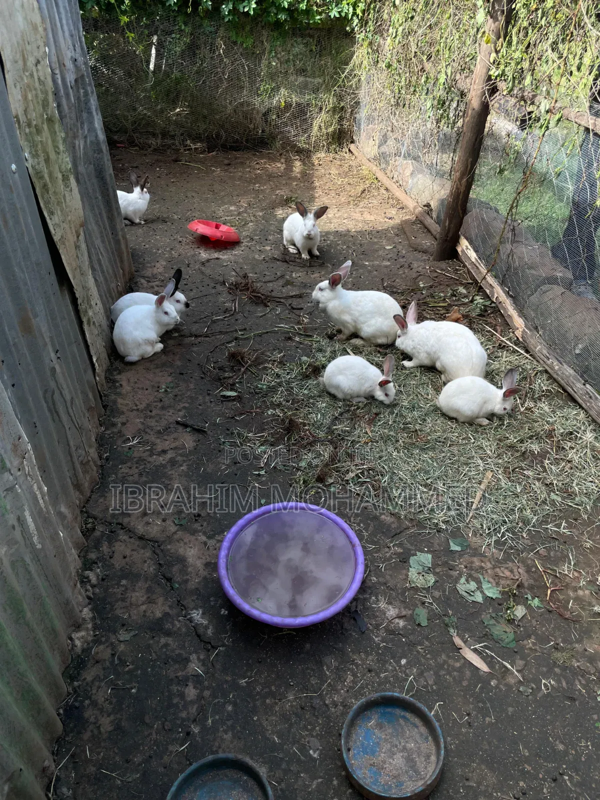 Rabbits for Sale!!