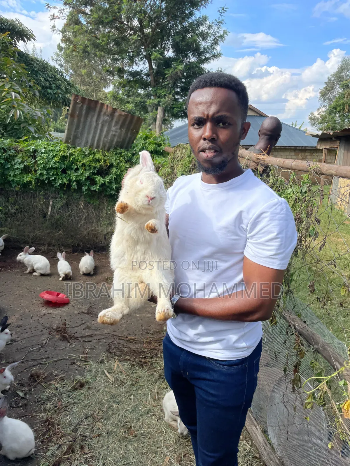 Rabbits for Sale!!