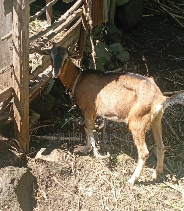 Alpine Doe - thumbnail 3