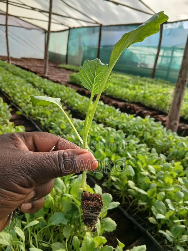 Seedling Collard Sweet Georgia F1cabbage