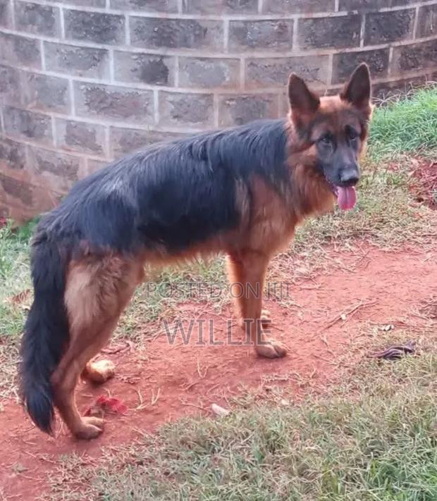 1+ year Male Purebred German Shepherd