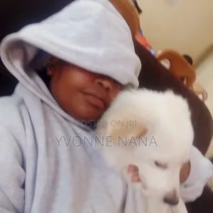6-12 months Male Mixed Breed Japanese Spitz