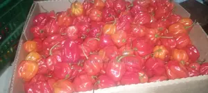 Export Ready Premium Reliable East A.Vegetables, Fruits , Cereals.