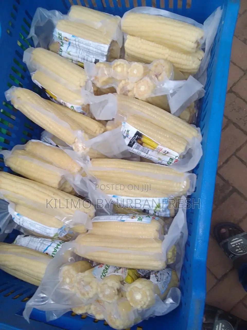 Export Ready Vacuum Packed : Unpeeled / Peeled/ Frozen / Boiled Packs.