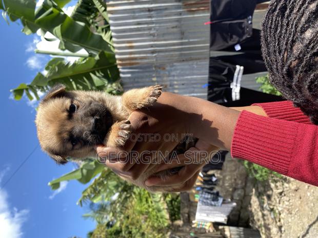 1-3 months Female Mixed Breed German Shepherd