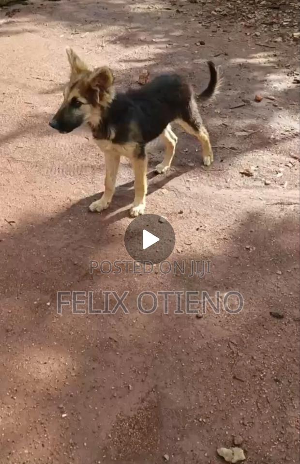 1-3 months Male Purebred German Shepherd - thumbnail 2