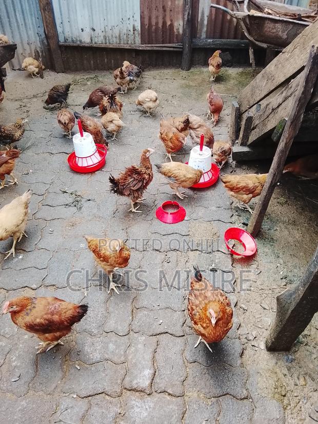 Improved Kienyeji Chicken - thumbnail 2