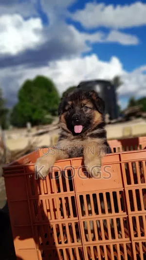 1-3 months Female Purebred German Shepherd