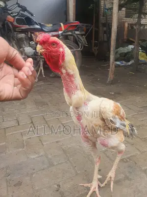 Matured Male Aseel Kuchi