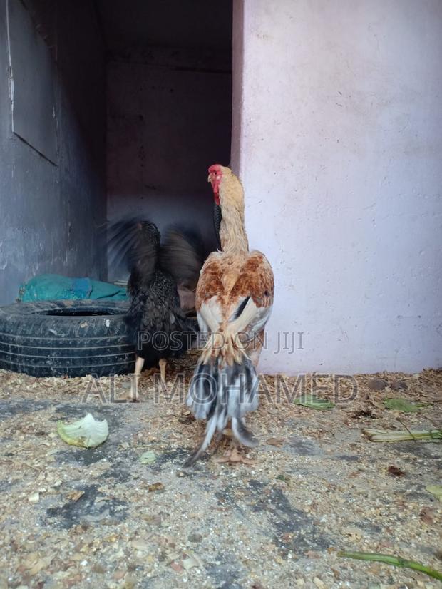 Matured Male Aseel Kuchi - thumbnail 2