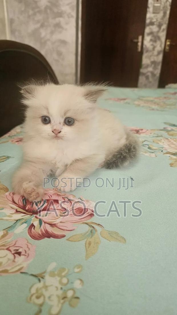 1-3 months Male Purebred Ragdoll