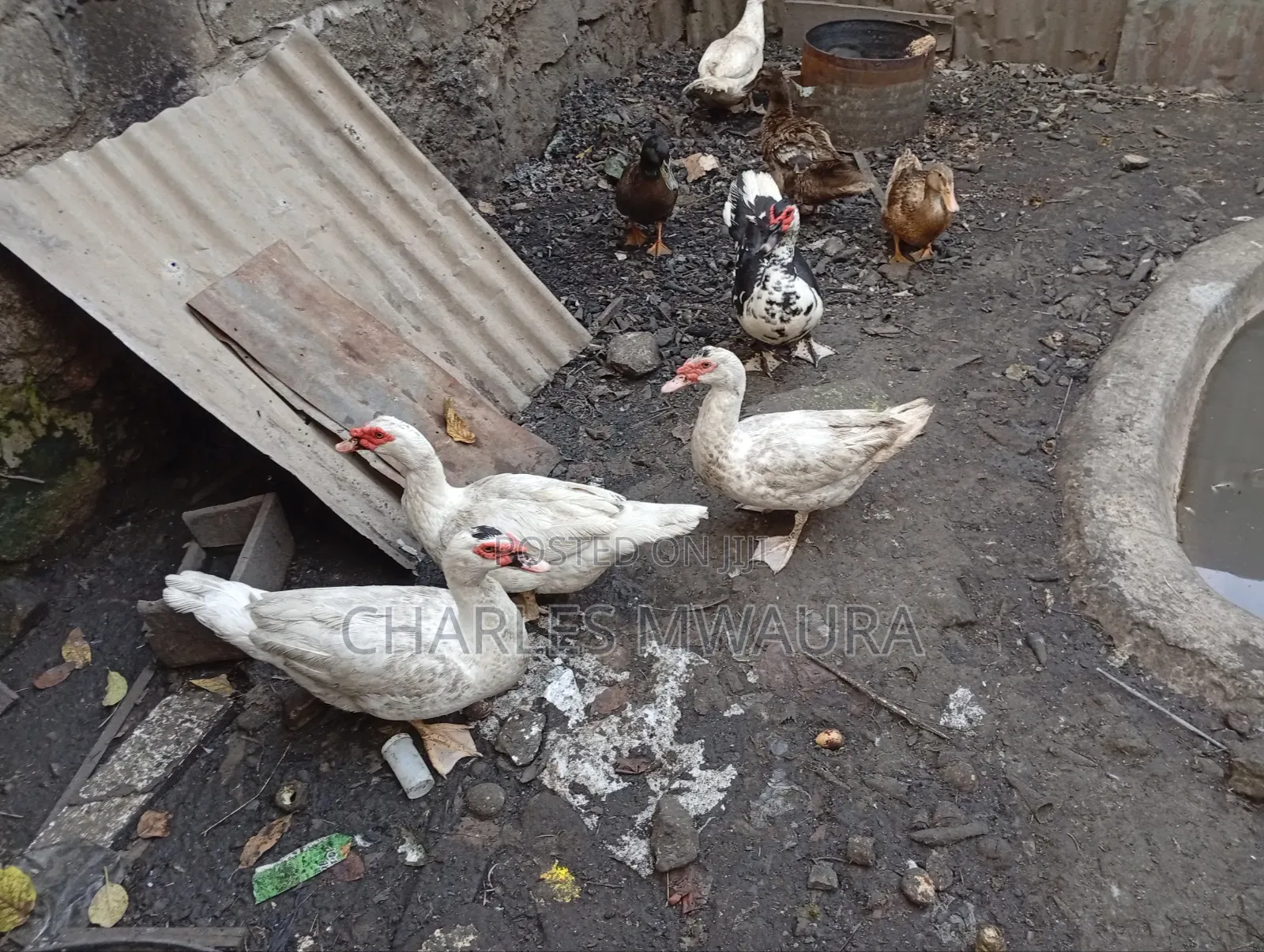 Muscovy Ducks