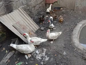 Muscovy Ducks