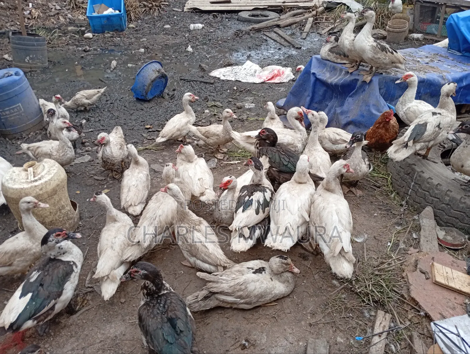 Muscovy Ducks