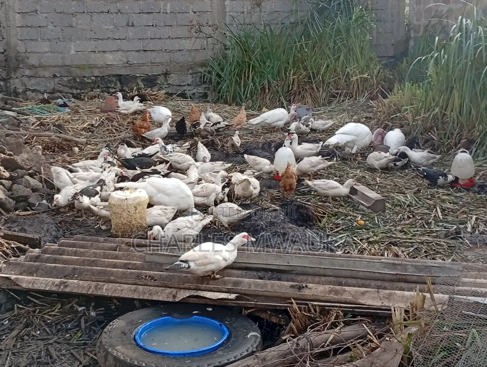 Muscovy Ducks