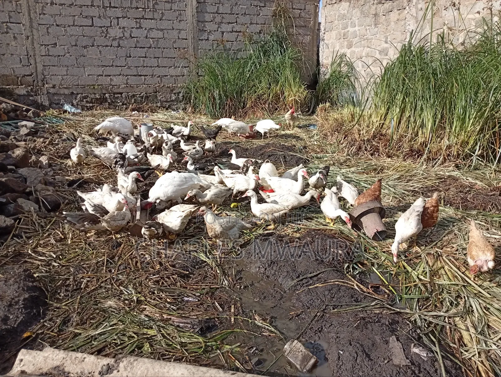 Muscovy Ducks