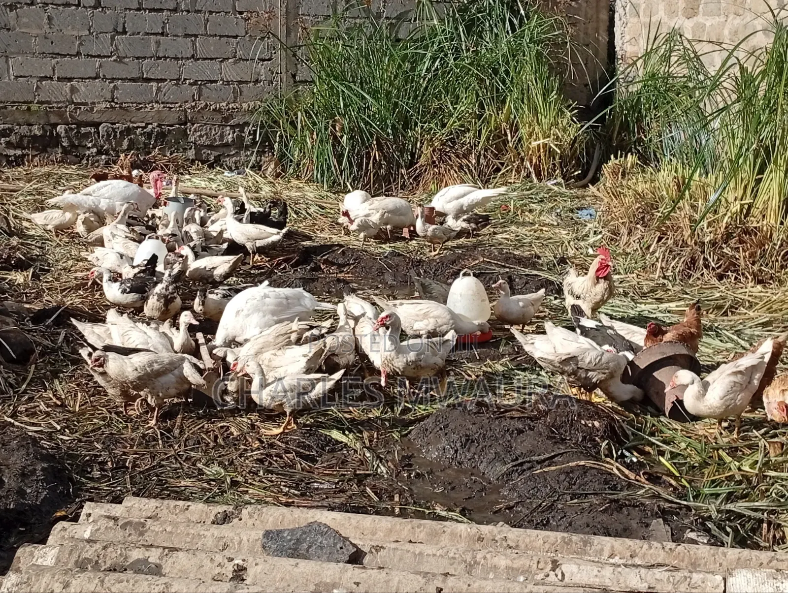 Muscovy Ducks