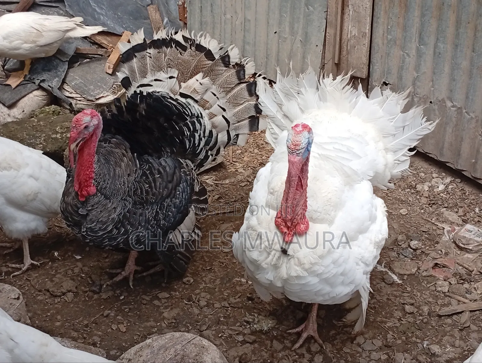 Mature Turkeys And Poults – Quack Haven Farms