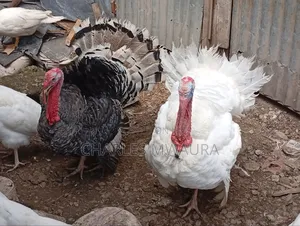 Mature Turkeys And Poults – Quack Haven Farms
