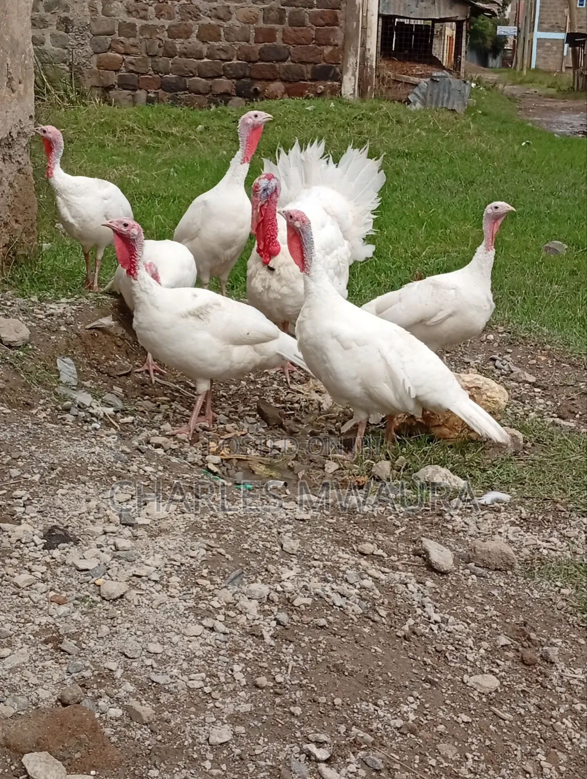 Mature Turkeys And Poults – Quack Haven Farms