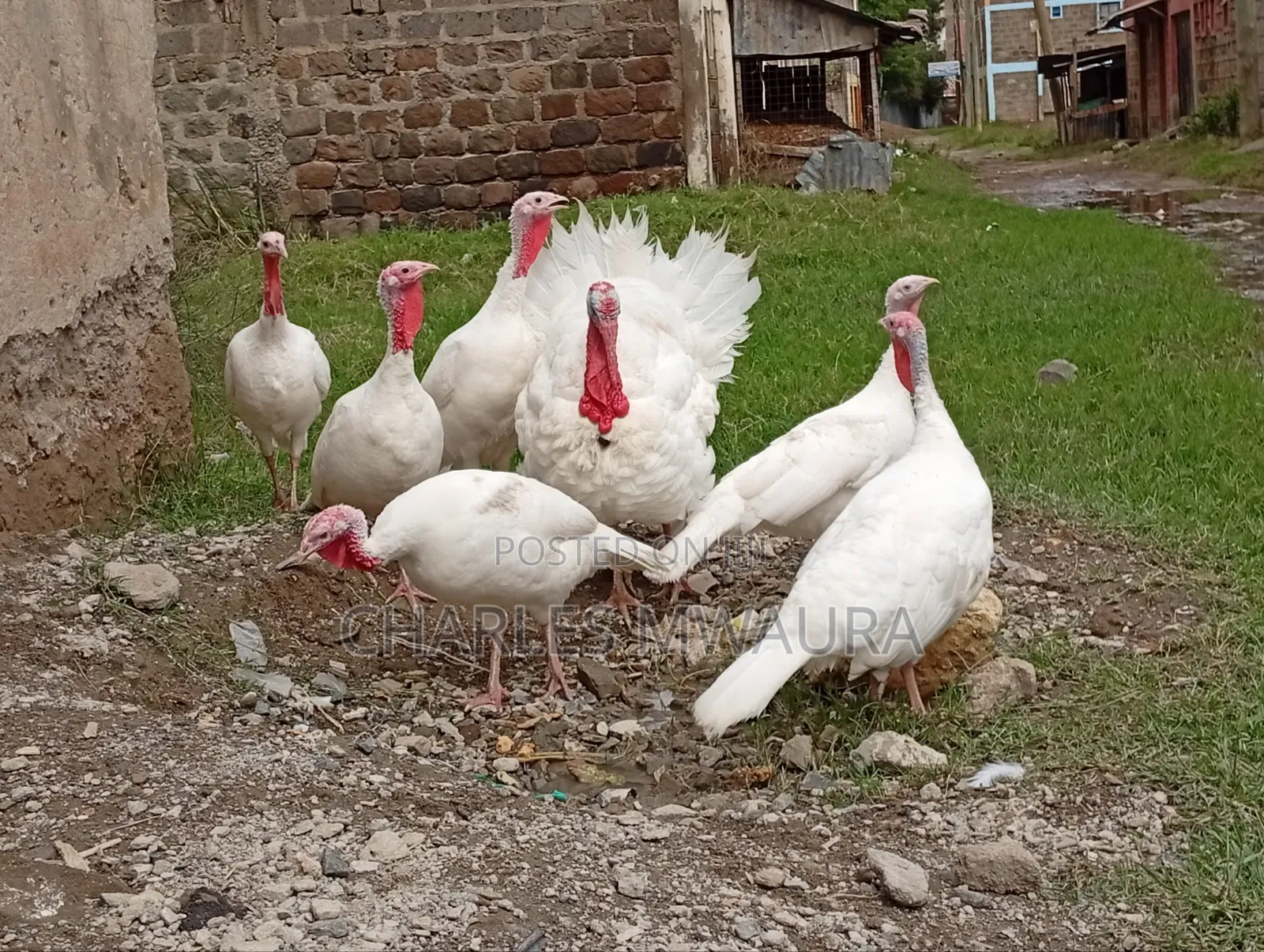Mature Turkeys And Poults – Quack Haven Farms