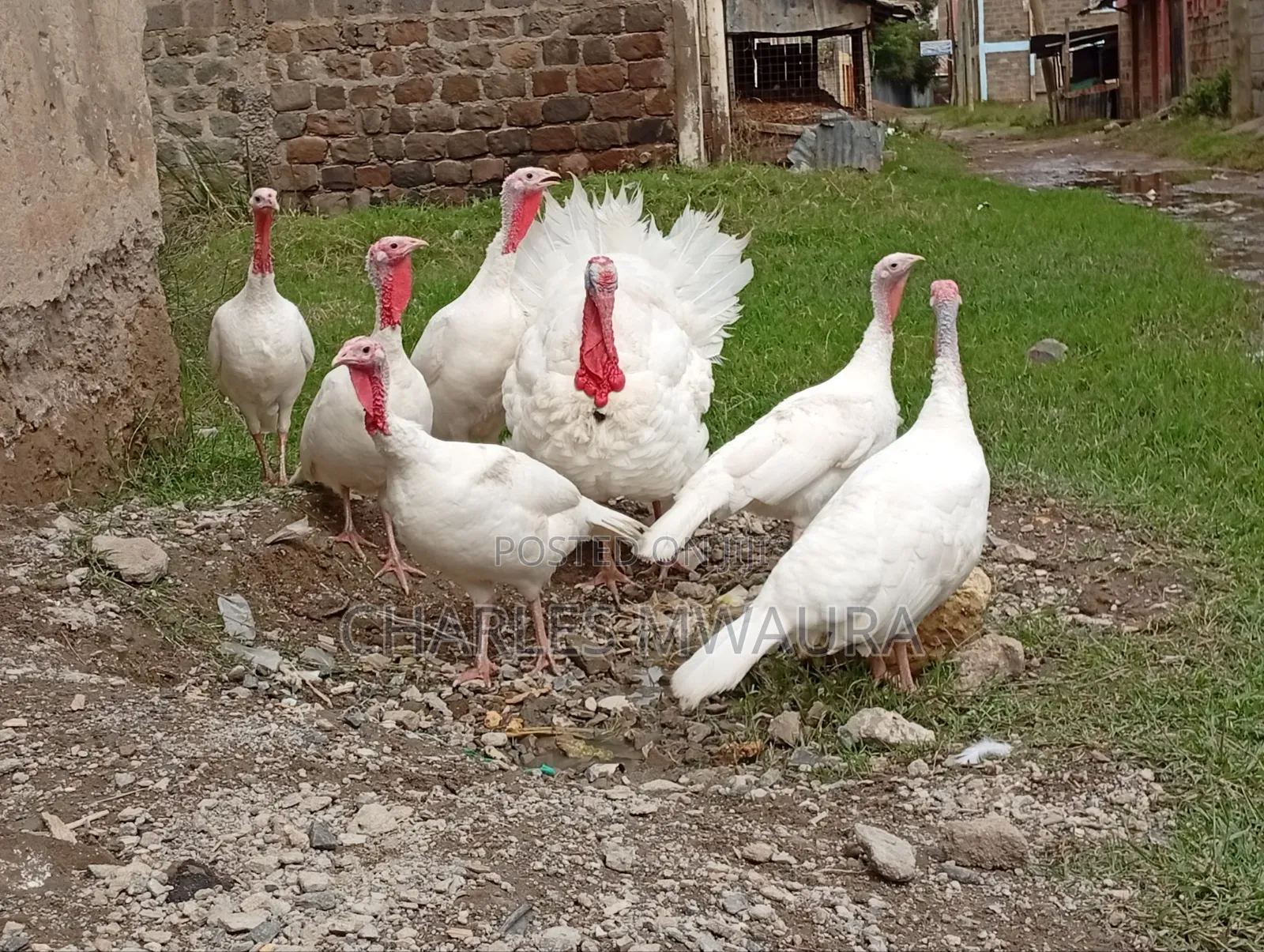 Mature Turkeys And Poults – Quack Haven Farms