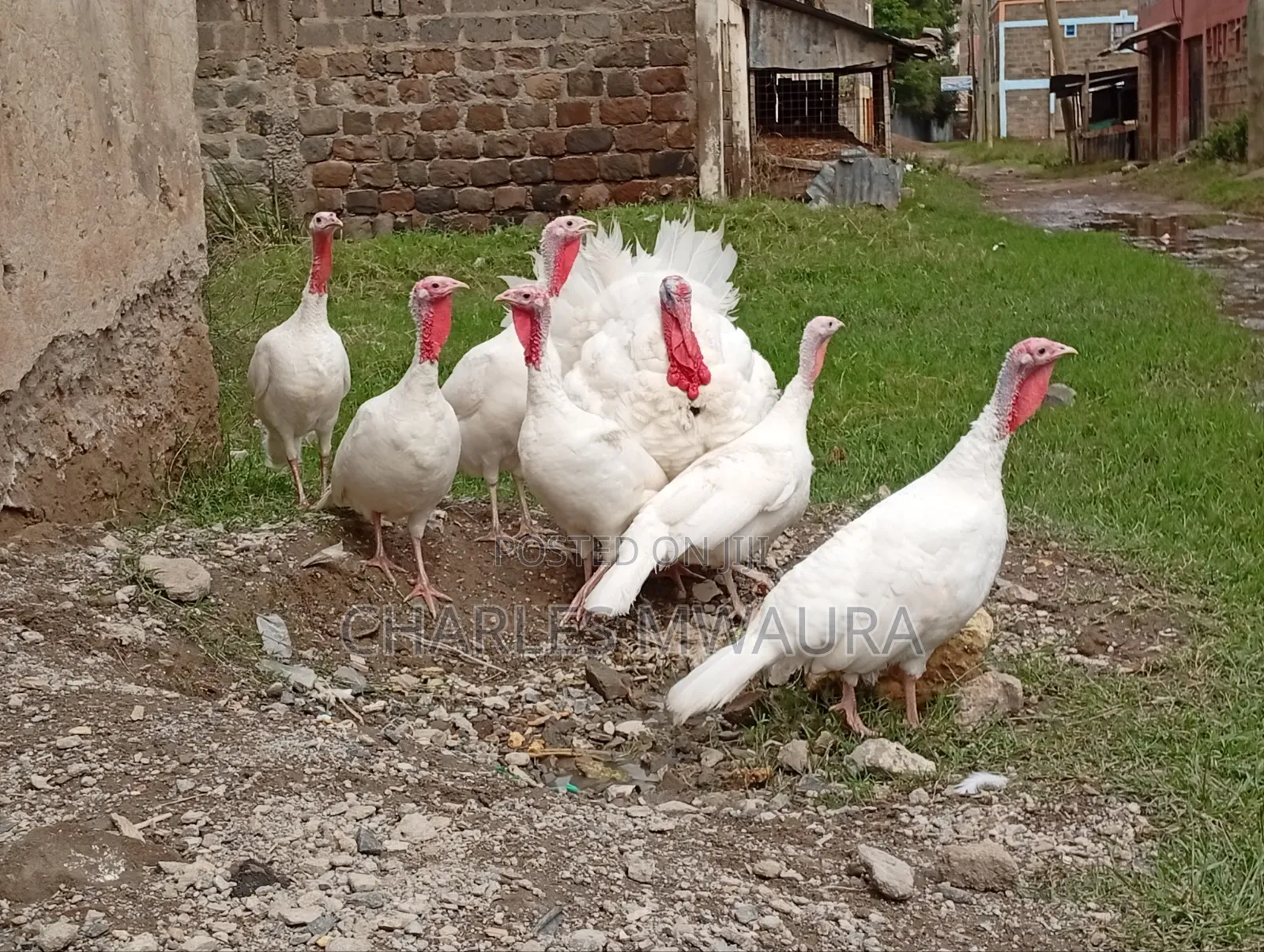 Mature Turkeys And Poults – Quack Haven Farms