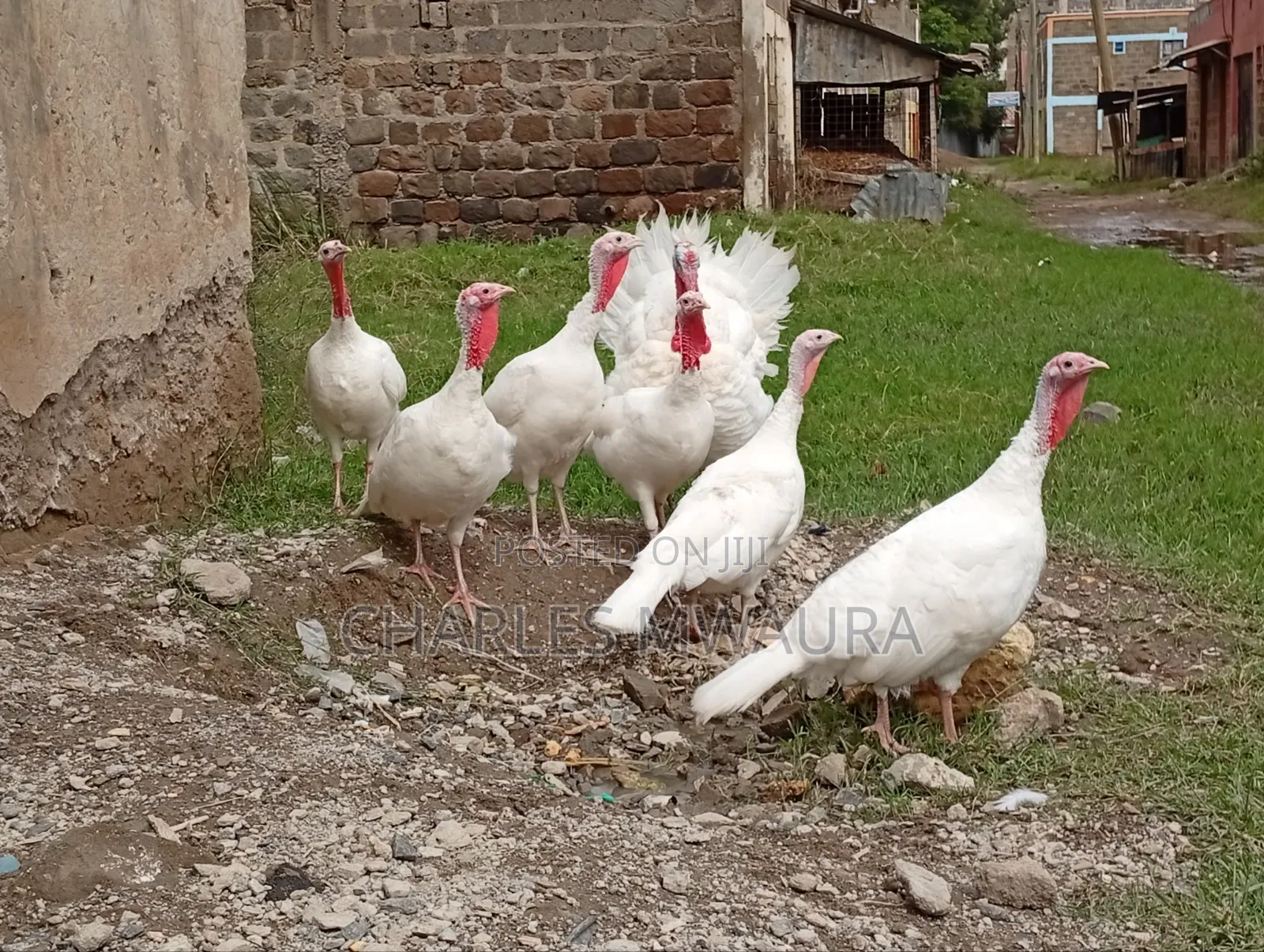 Mature Turkeys And Poults – Quack Haven Farms