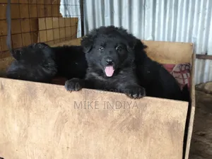 1-3 months Female Purebred German Shepherd