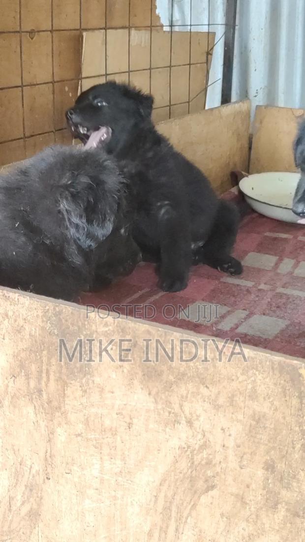 1-3 months Female Purebred German Shepherd - thumbnail 2