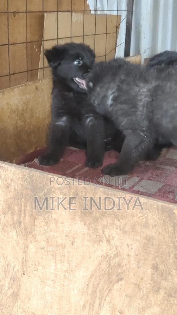 1-3 months Female Purebred German Shepherd - thumbnail 3