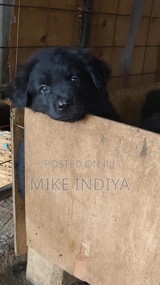 1-3 months Female Purebred German Shepherd - thumbnail 4