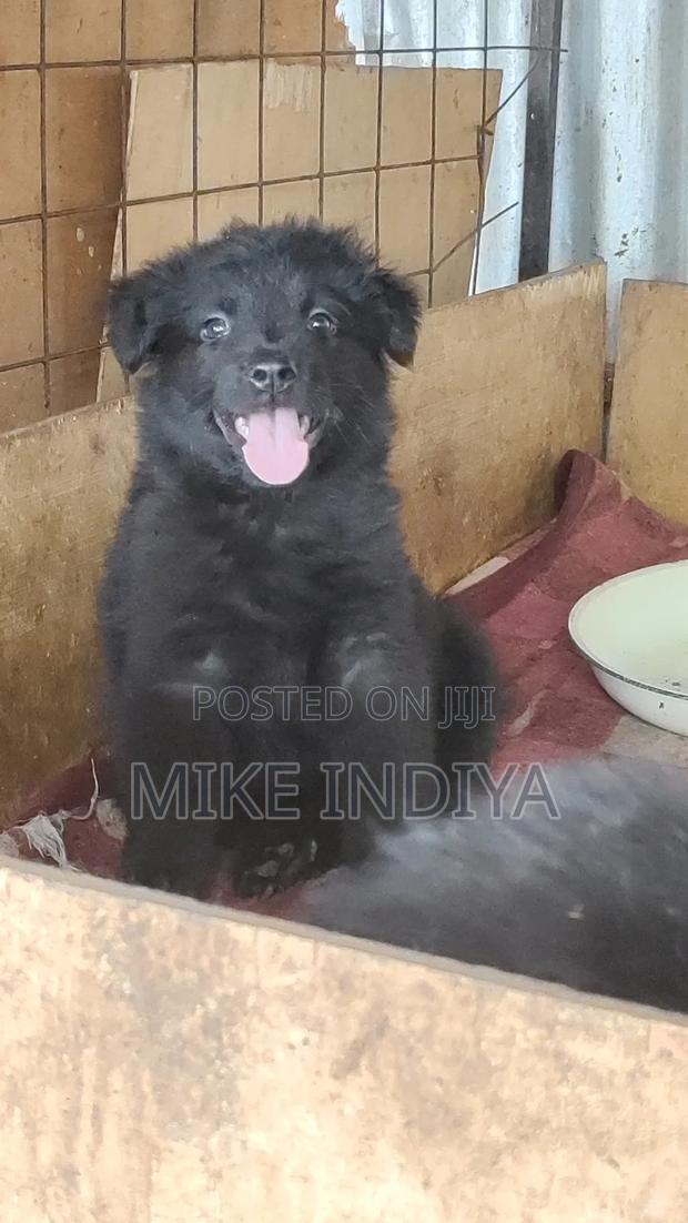 1-3 months Female Purebred German Shepherd - thumbnail 5