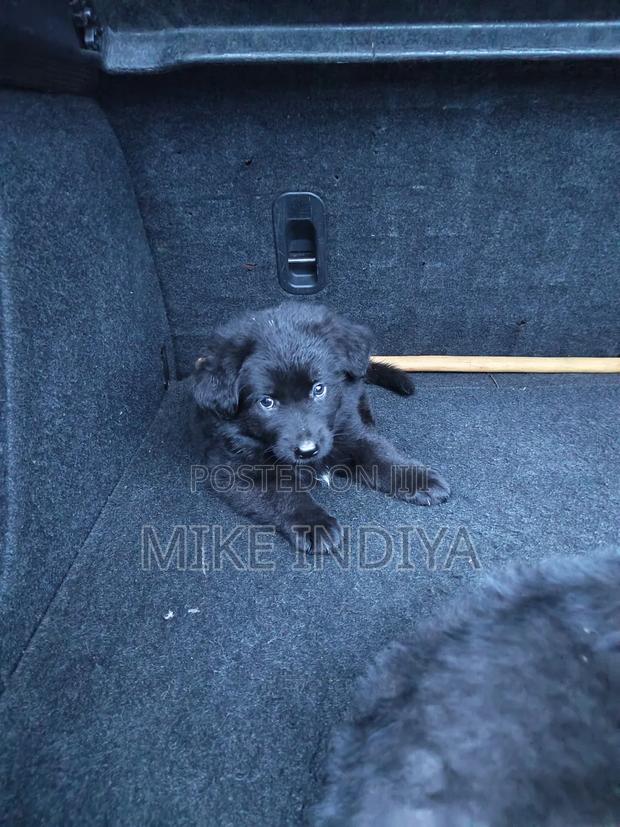 1-3 months Female Purebred German Shepherd - thumbnail 6