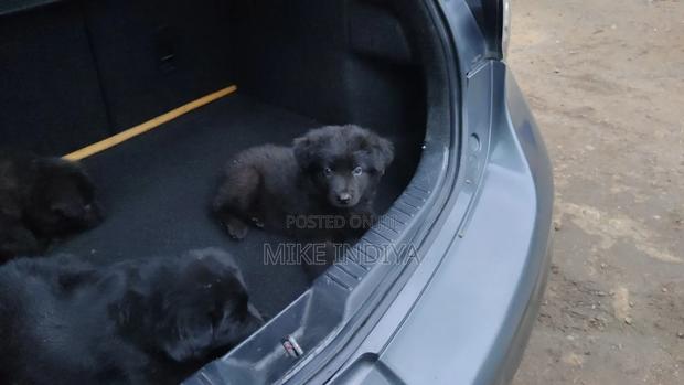 1-3 months Female Purebred German Shepherd - thumbnail 7