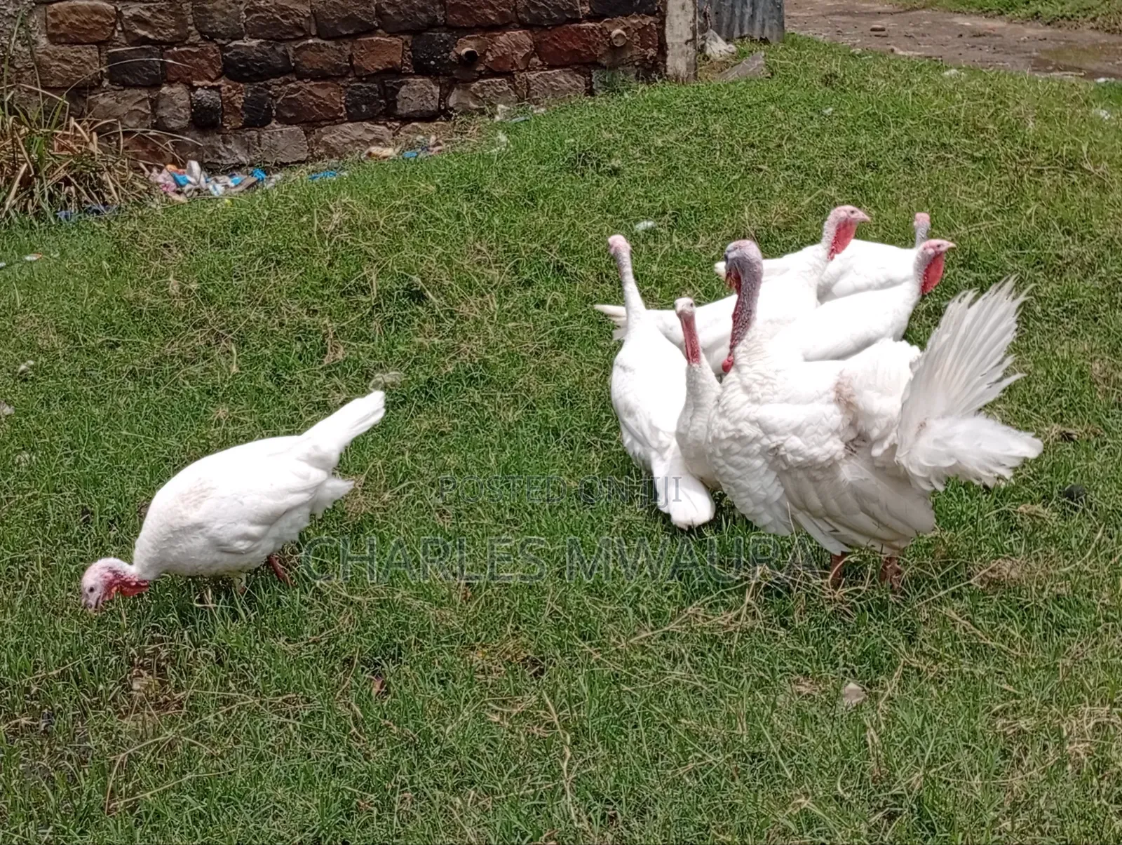 Mature Turkeys And Poults – Quack Haven Farms
