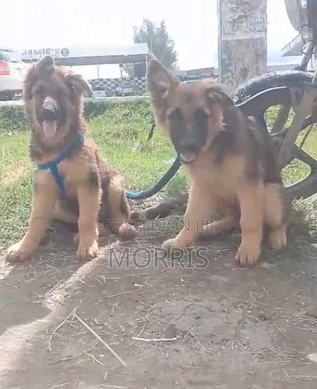 3-6 months Female Purebred German Shepherd - thumbnail 2