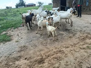 Goats at Tsangatsini Guruguru