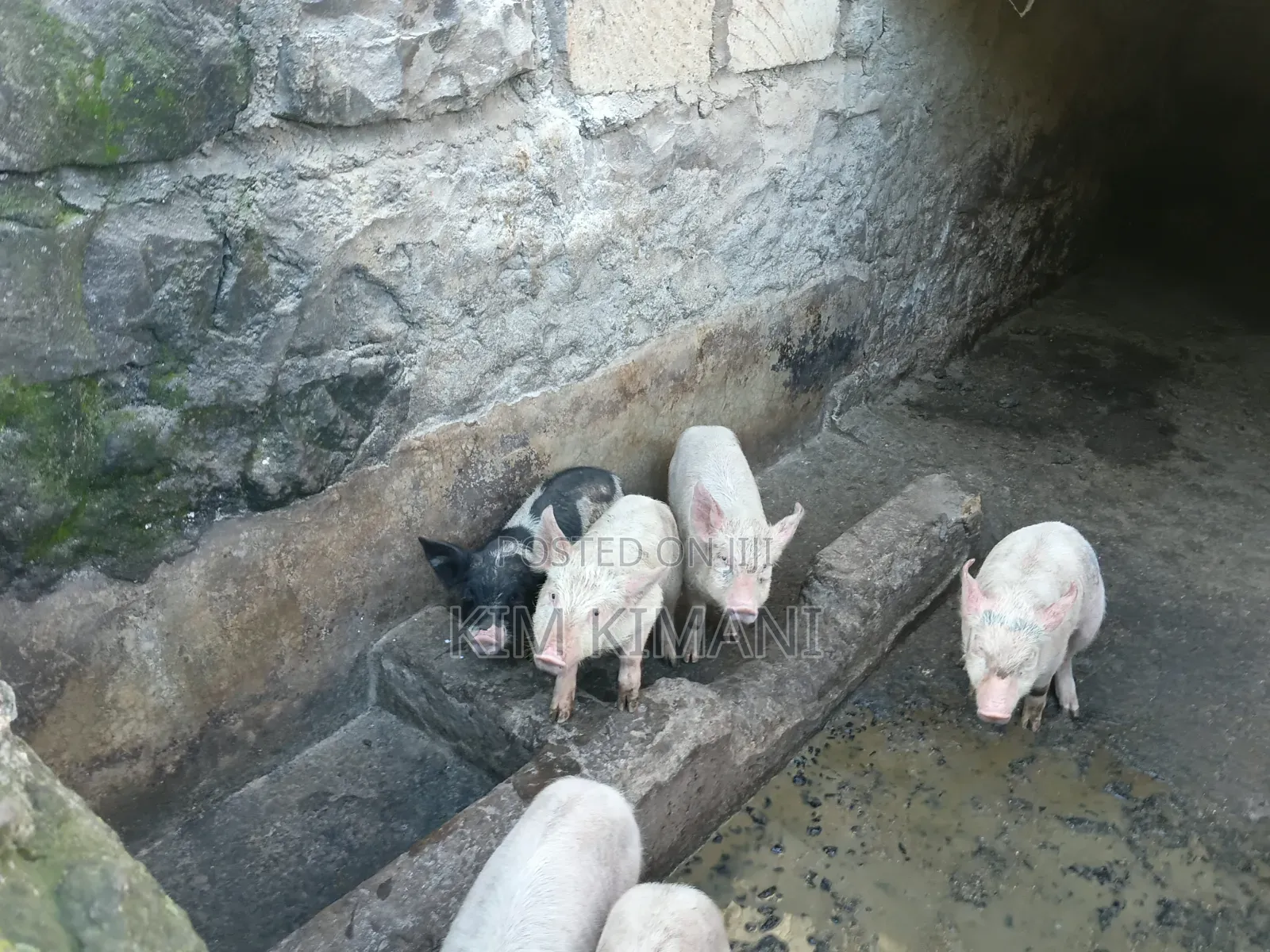 Piglets 4000