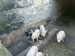 Piglets 4000
