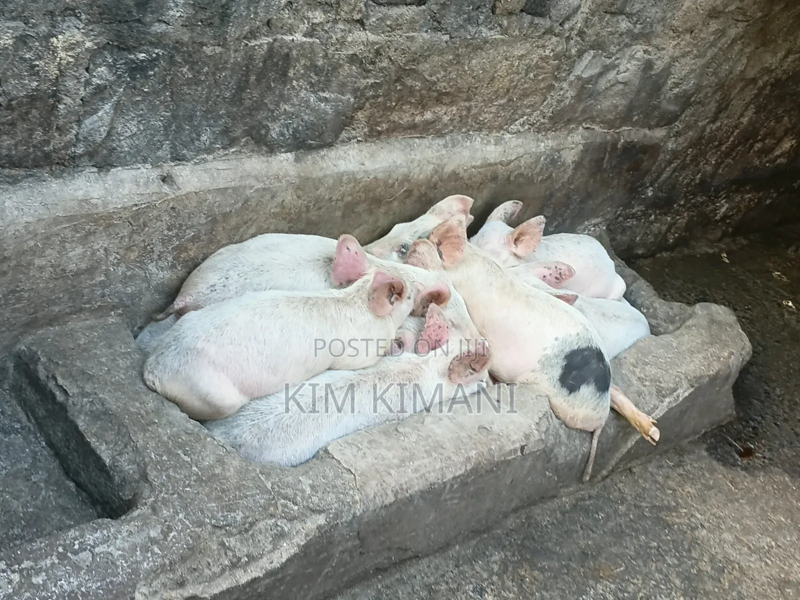 Piglets 4000