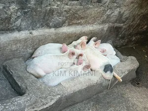 Piglets 4000