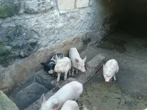 Piglets 4000