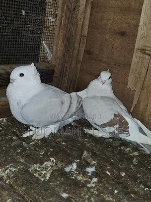 Satinate Pair